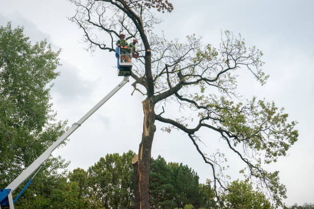 How Our Tree Care Process Works  in  Hillsboro Beach, FL