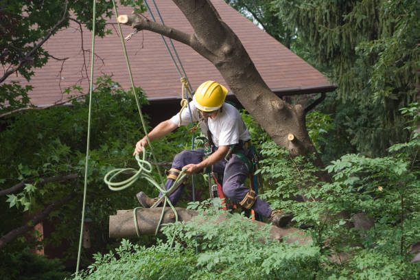 Hillsboro Beach, FL Tree Removal Services Company